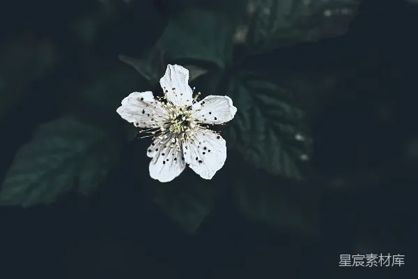 高清摄影 白花与深色背景