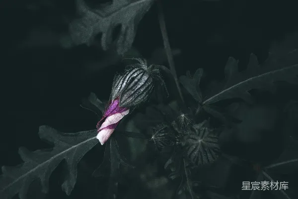 高清摄影 紫色花蕾与深色背景