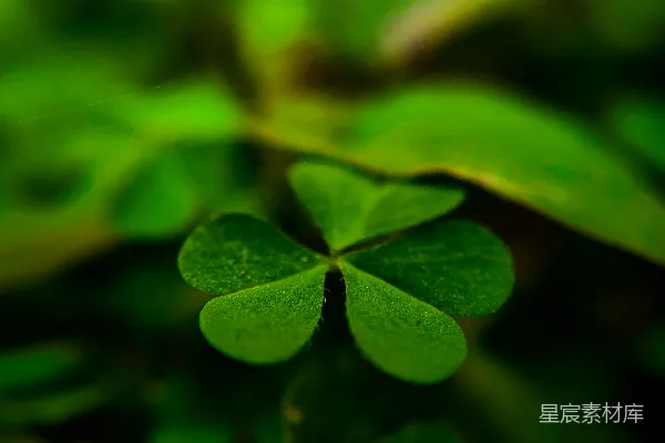 高清摄影 四叶草特写：自然的奇迹