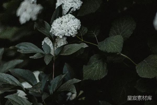 高清摄影 夜幕下的白花
