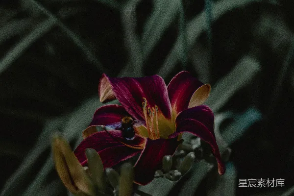 高清摄影 深色背景下的紫色花朵与蜜蜂