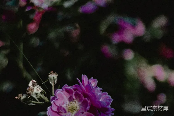 高清摄影 夜色中的粉紫色花朵