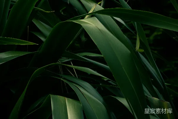 高清摄影 深绿色植物特写