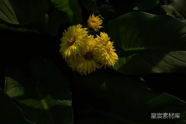 高清摄影 暗夜中的黄色花朵