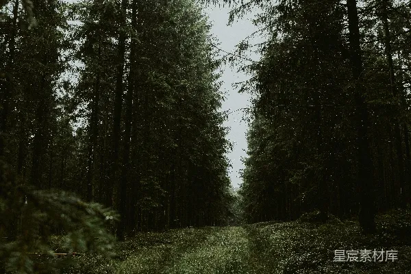 高清摄影 幽静森林小径