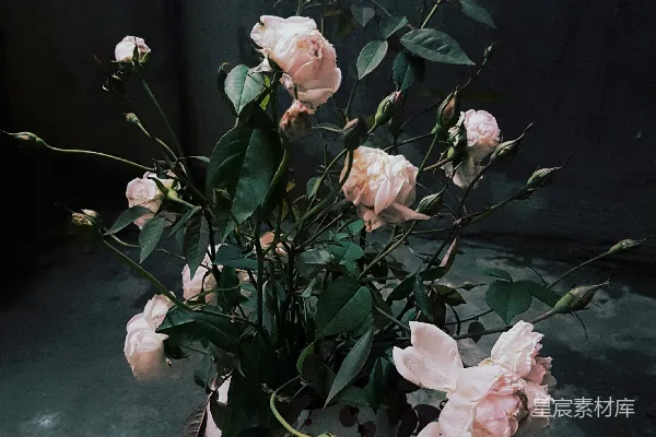 高清摄影 暗调玫瑰花瓶