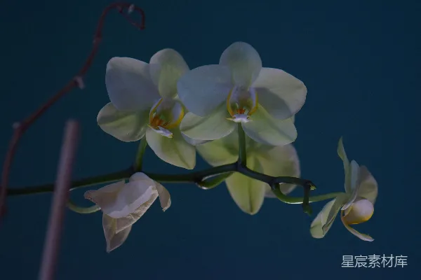 高清摄影 幽兰盛开
