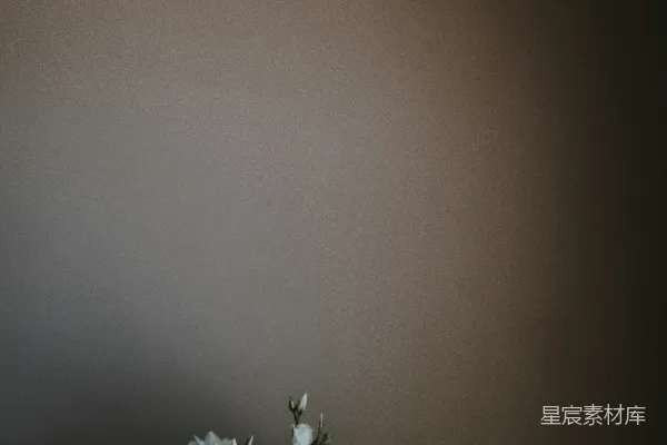 高清摄影 淡雅花束