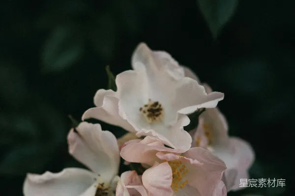 高清摄影 淡雅的玫瑰花丛