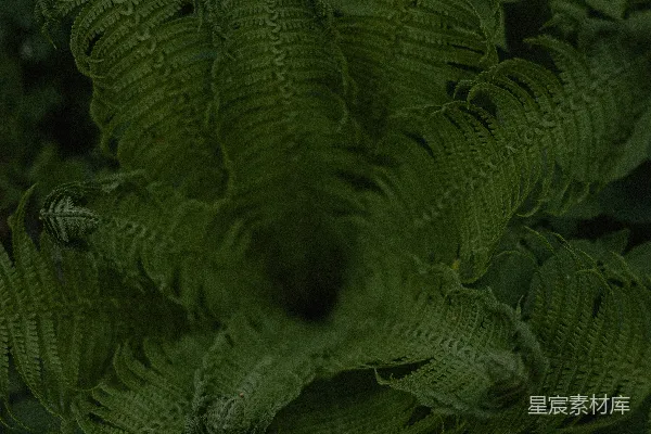 高清摄影 幽暗森林中的蕨类植物
