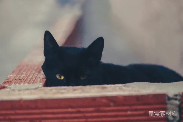 高清摄影 黑色猫咪的神秘凝视