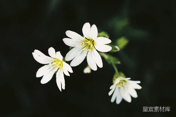 高清摄影 白色小花的静谧之美