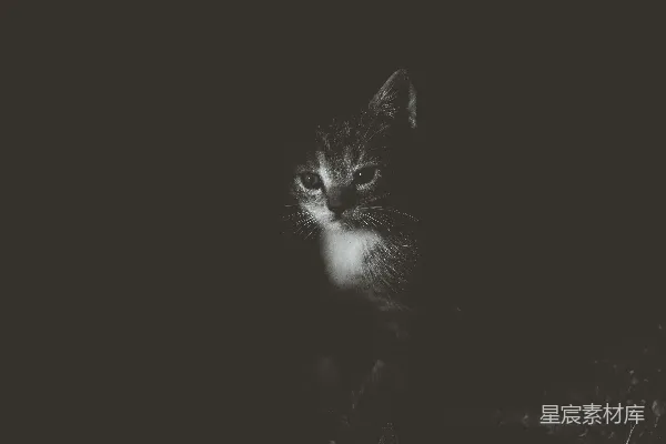 高清摄影 夜幕下的小猫