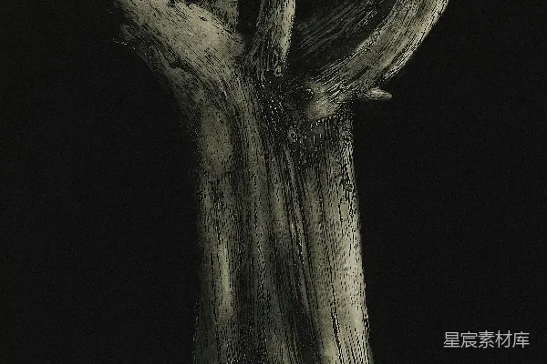 高清摄影 枯木的光影