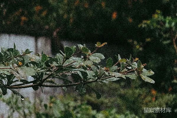 高清摄影 雨后树枝上的露珠