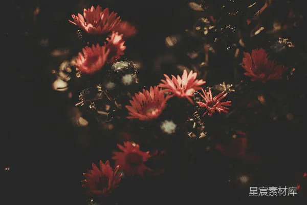 高清摄影 夜色中的红花