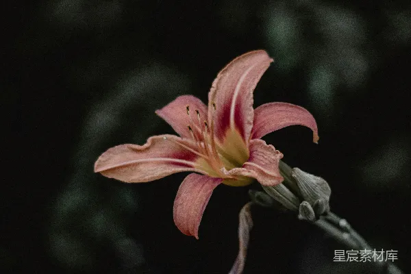 高清摄影 晨光中的百合花
