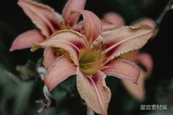 高清摄影 粉红百合的优雅时刻