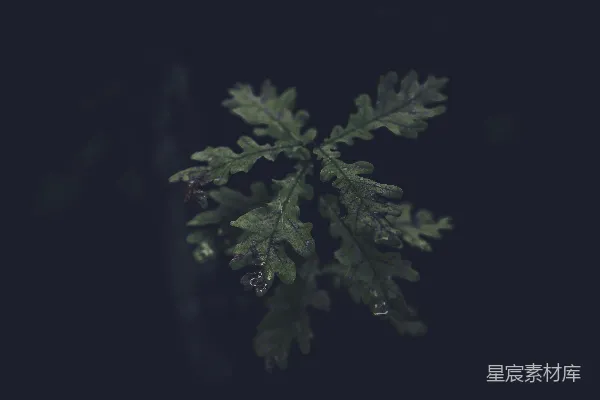 高清摄影 深邃森林中的橡树叶