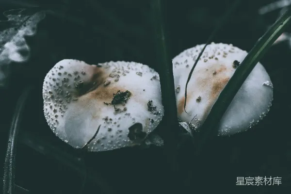高清摄影 自然中的小精灵：蘑菇特写