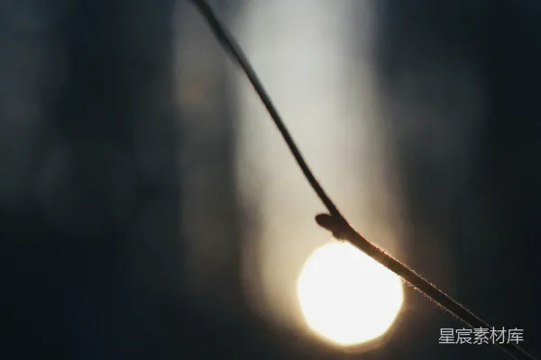高清摄影 阳光透过细枝的瞬间