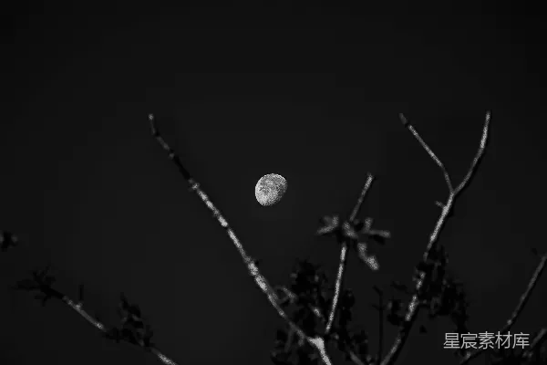 高清摄影 月夜下的枯枝