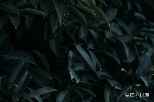 高清摄影 深邃的绿色植物