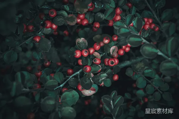 高清摄影 红果绿叶的自然美景