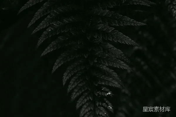 高清摄影 幽暗中的蕨叶