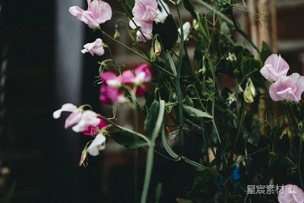高清摄影 粉红色花朵的宁静花园