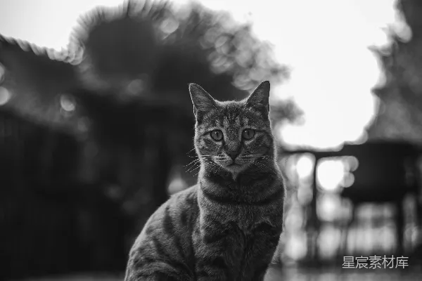 高清摄影 黑白色调中的猫咪