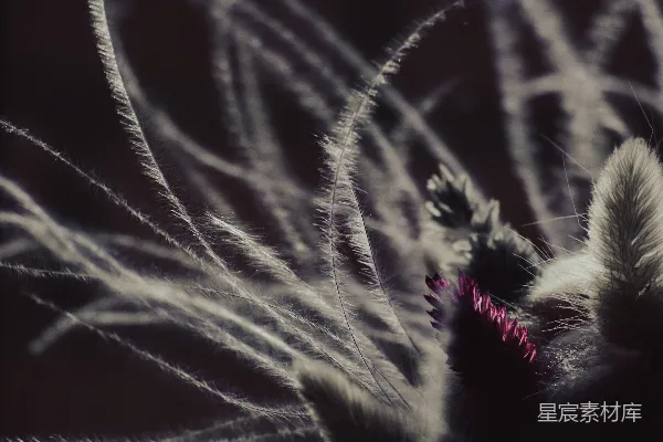 高清摄影 晨露中的紫色花蕾