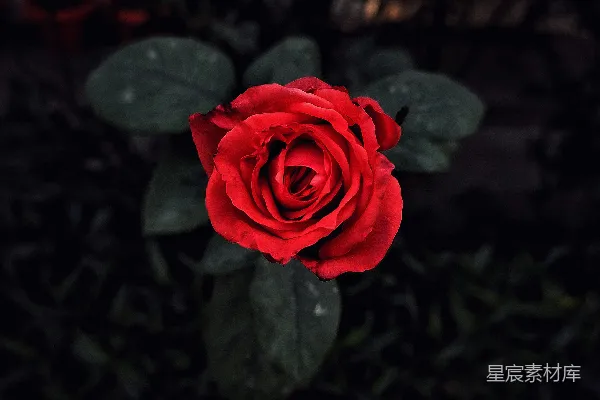 高清摄影 暗夜中绽放的红玫瑰