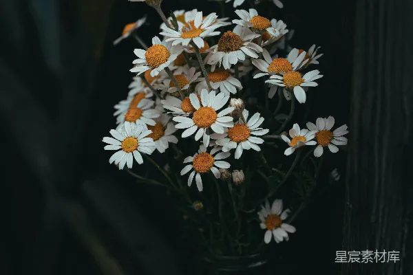 高清摄影 雏菊的静谧时光