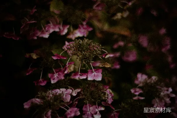 高清摄影 暗夜中的紫色花朵