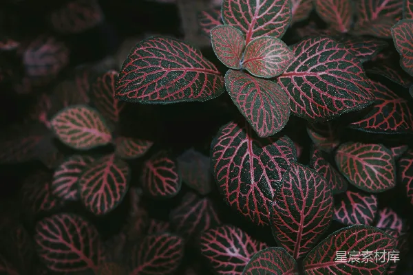 高清摄影 红叶植物特写