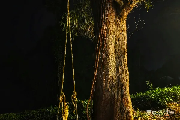 高清摄影 夜幕下的树与秋千