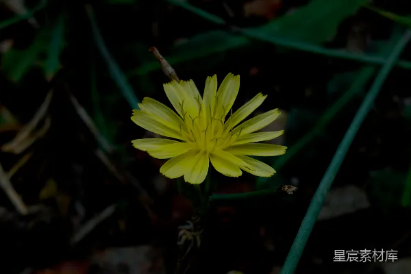 高清摄影 野地里的黄色小花