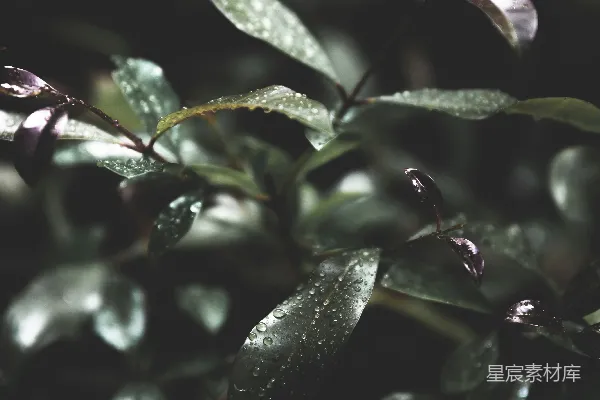 高清摄影 雨后绿叶