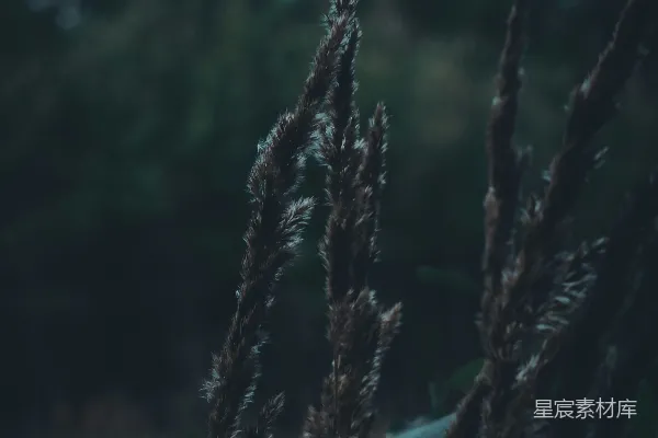 高清摄影 枯草中的宁静