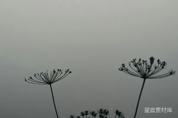高清摄影 雾中野花
