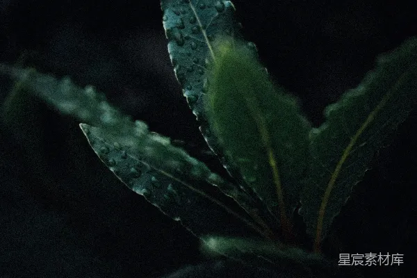 高清摄影 晨露中的绿叶