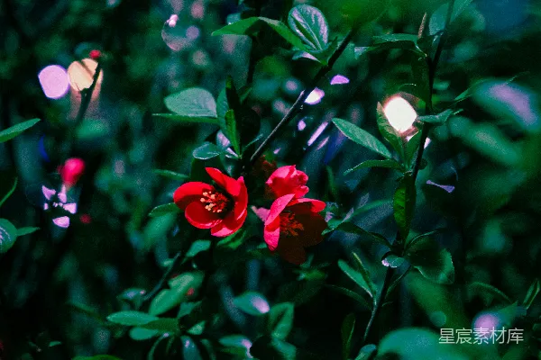 高清摄影 夜色中的红花