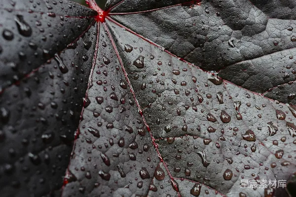 高清摄影 雨后深色叶子
