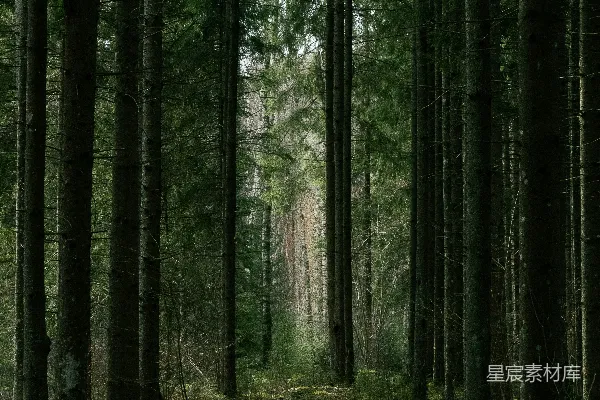 高清摄影 森林中的幽径