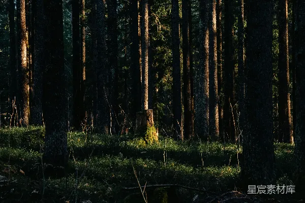 高清摄影 宁静的森林晨景