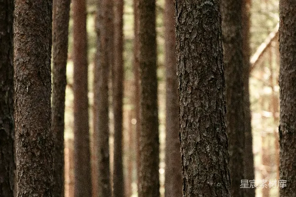 高清摄影 森林中的树干