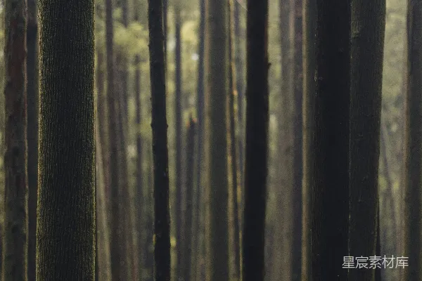 高清摄影 森林中的光束