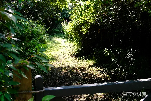 高清摄影 森林小径上的木栅栏