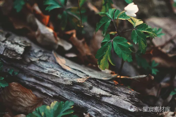 高清摄影 森林中的小花与枯木